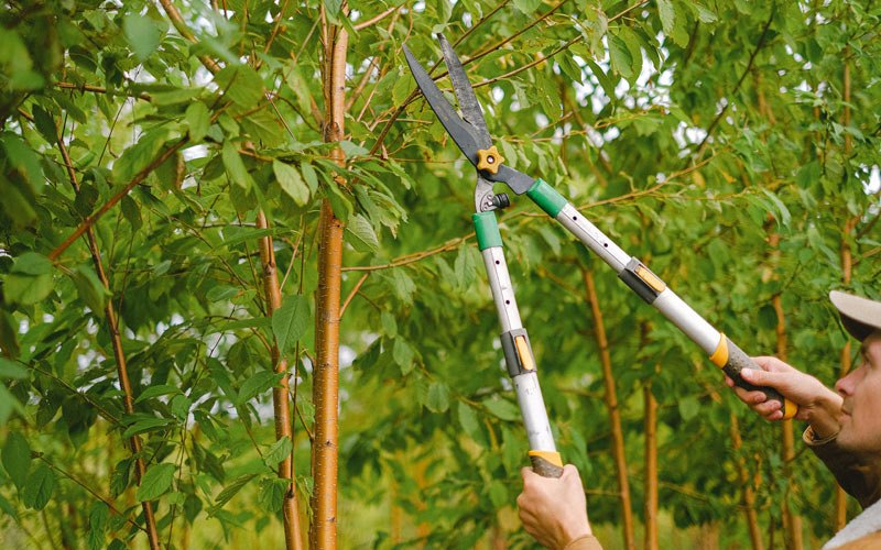 Tree trimming in Horseheads, NY
